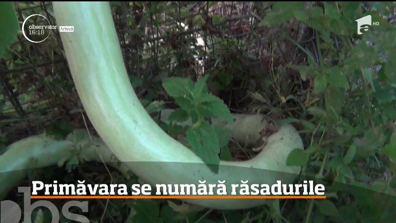 Sortimente noi de legume, &icirc;n staţiunea legumicolă din Buzău. Printre ele: dovlecelul tomată african, tomata siriana, salata picantă sau spanacul urcător