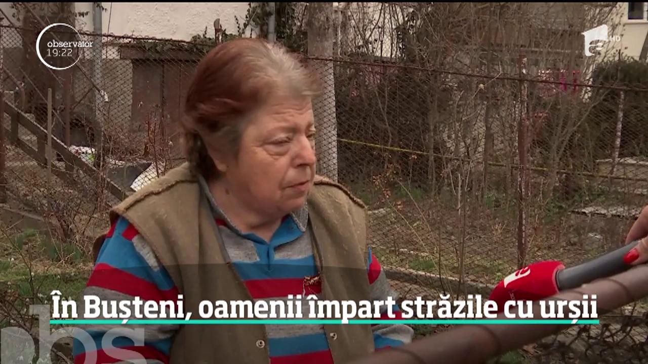 Urşii care terorizează oraşele declanşează sistemul RoAlert! S-a dat alarma &icirc;n mai multe judeţe