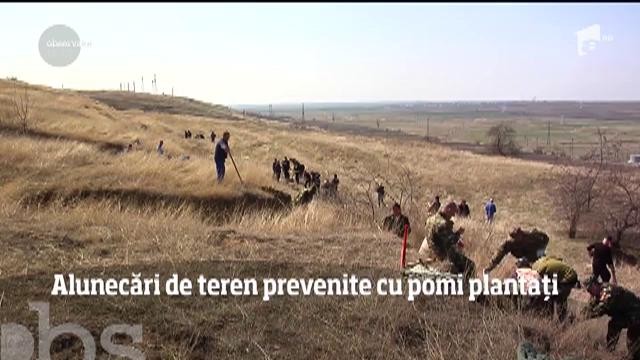 Alunecări de teren, prevenite cu pomi plantați. Localitatea Izvoarele din Galaţi ar putea scăpa de pericole