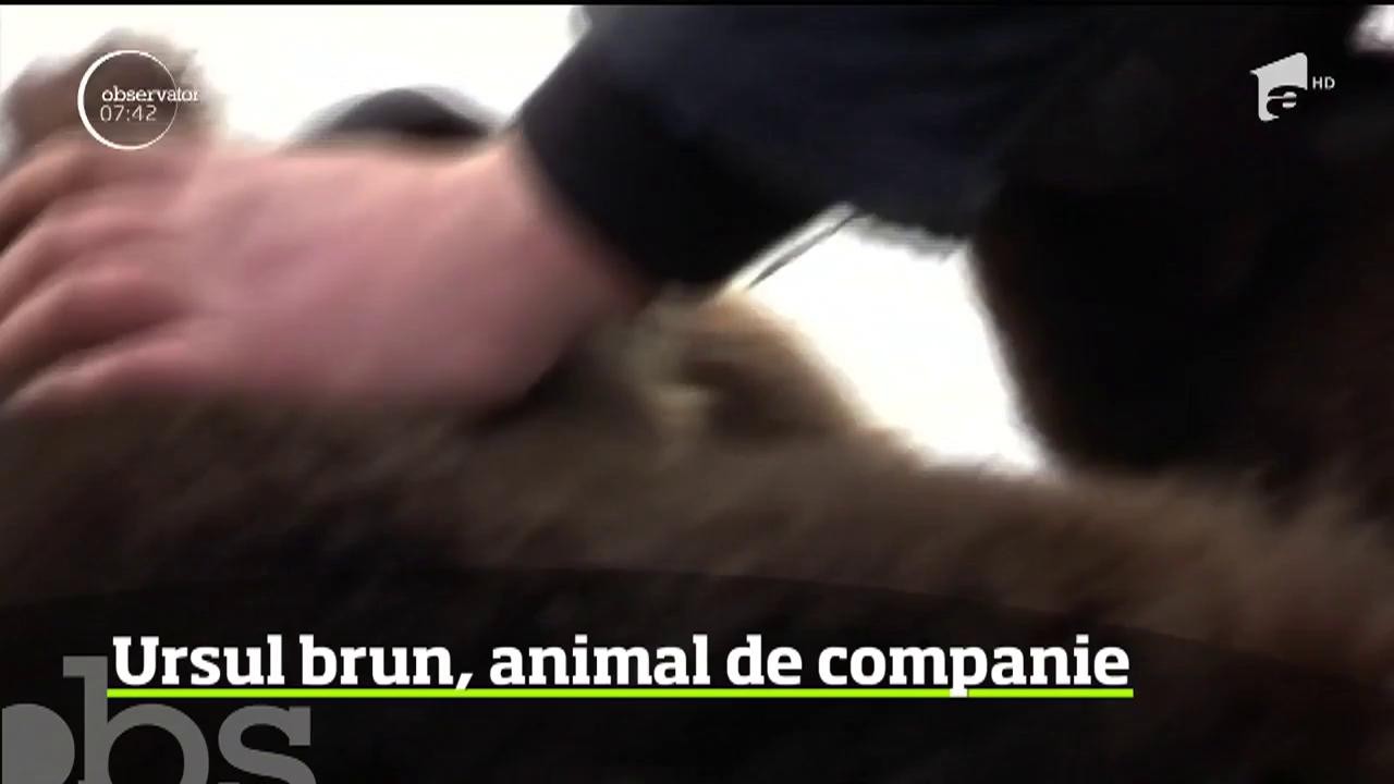 De trei ani, un pilot rus se poate lăuda cu o prietenie inedită. Bărbatul este foarte apropiat de un pui de urs pe care l-a salvat &icirc;n urmă cu trei ani