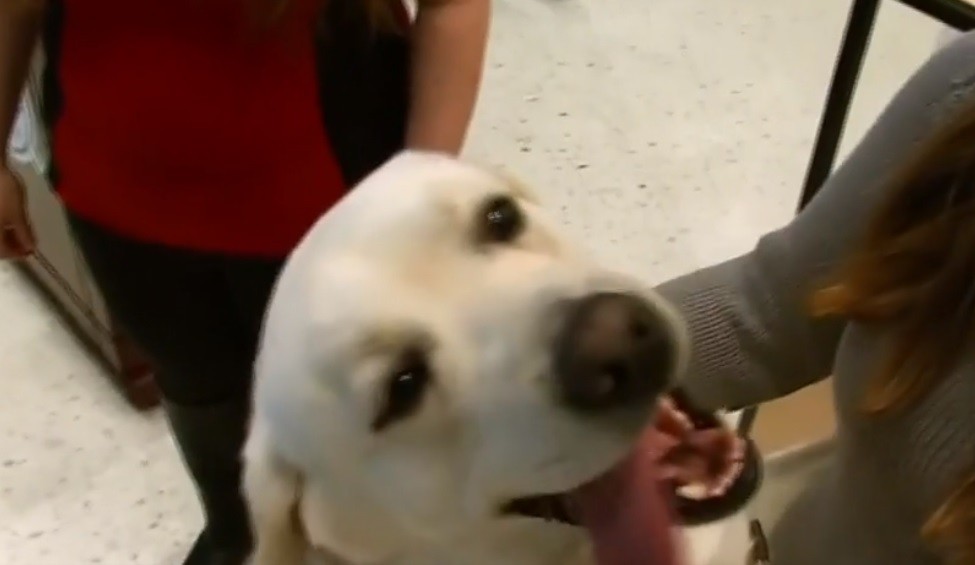 Labradorul Retriever, cea mai populară rasă din SUA