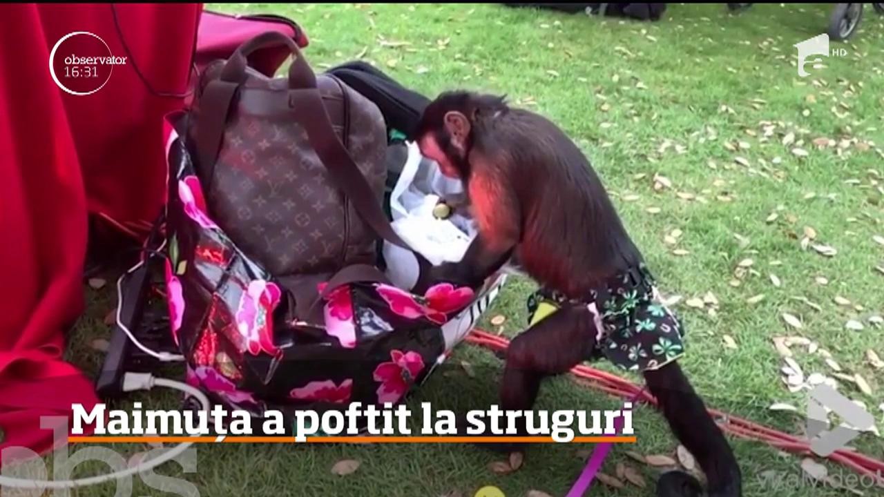 Maimuţă care poftește la struguri. A atacat geanta stăp&acirc;nei
