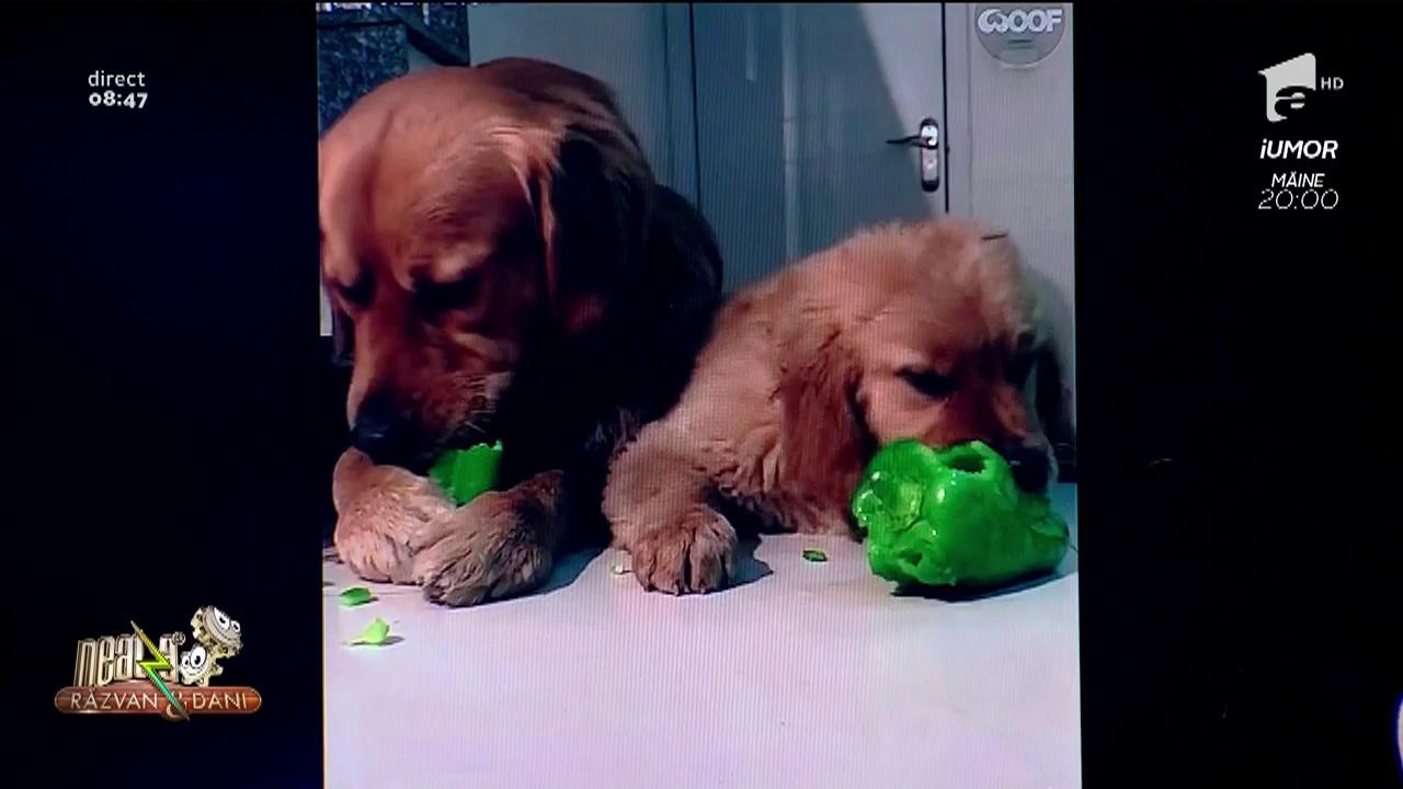 Smiley News. Doi pui de golden retriever sunt &icirc;nnebuniți după legume