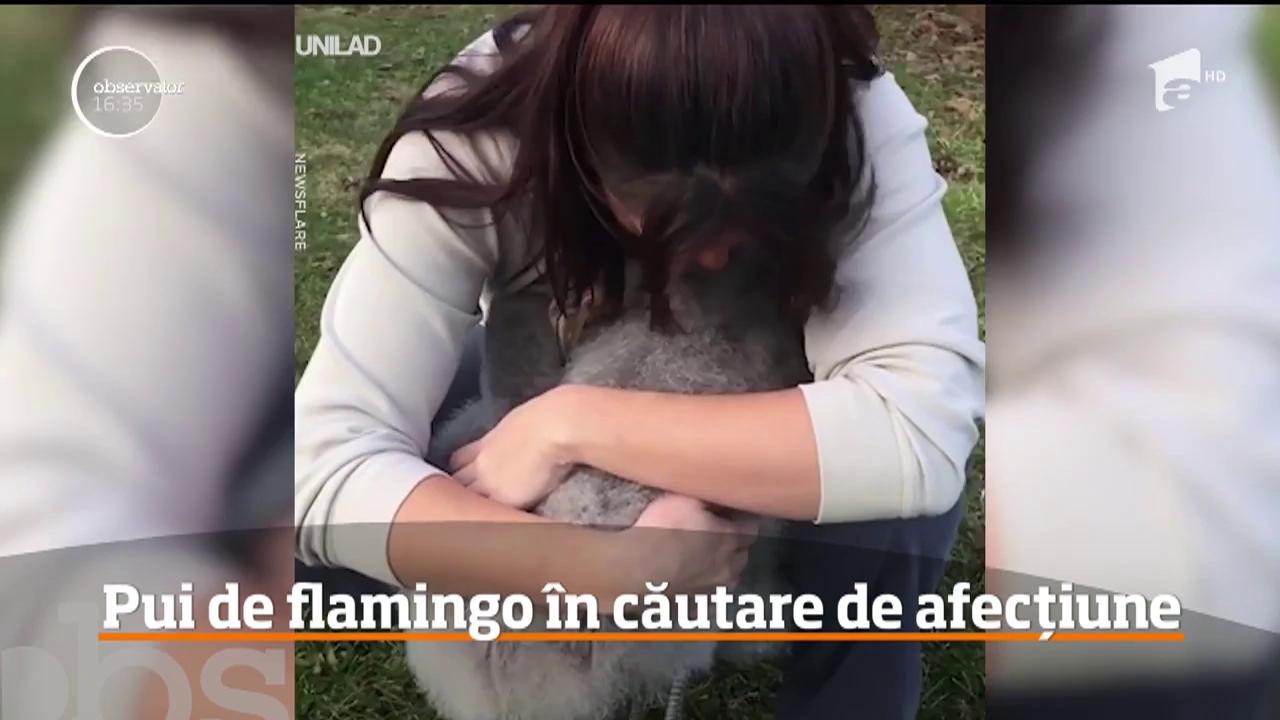Trei pui de flamingo &icirc;n căutare de afecţiune