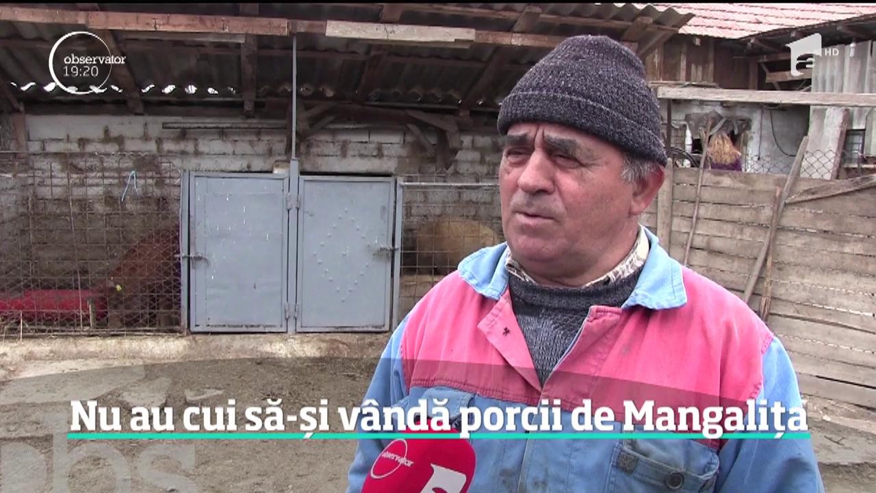 Carnea de Mangaliţa nu are succes &icirc;n Rom&acirc;nia. Motivul pentru care abatoarele nu mai primesc această rasă de porci
