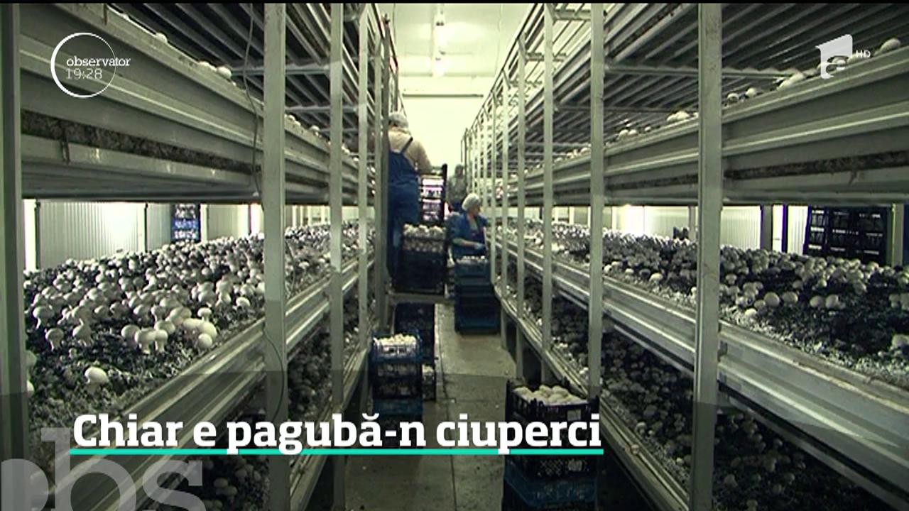 Ciupercile, tot mai greu de cultivat &icirc;n ţara noastră. Motivele pentru care au dispărut crescătoriile de ciuperci din Rom&acirc;nia