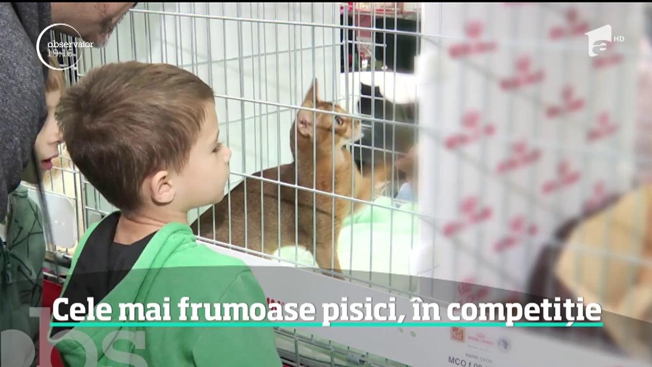 Una din puţinele pisici-v&acirc;rcolac din lume trăieşte la Bucureşti şi luptă pentru titlul de cea mai frumoasă felină. Povestea ei