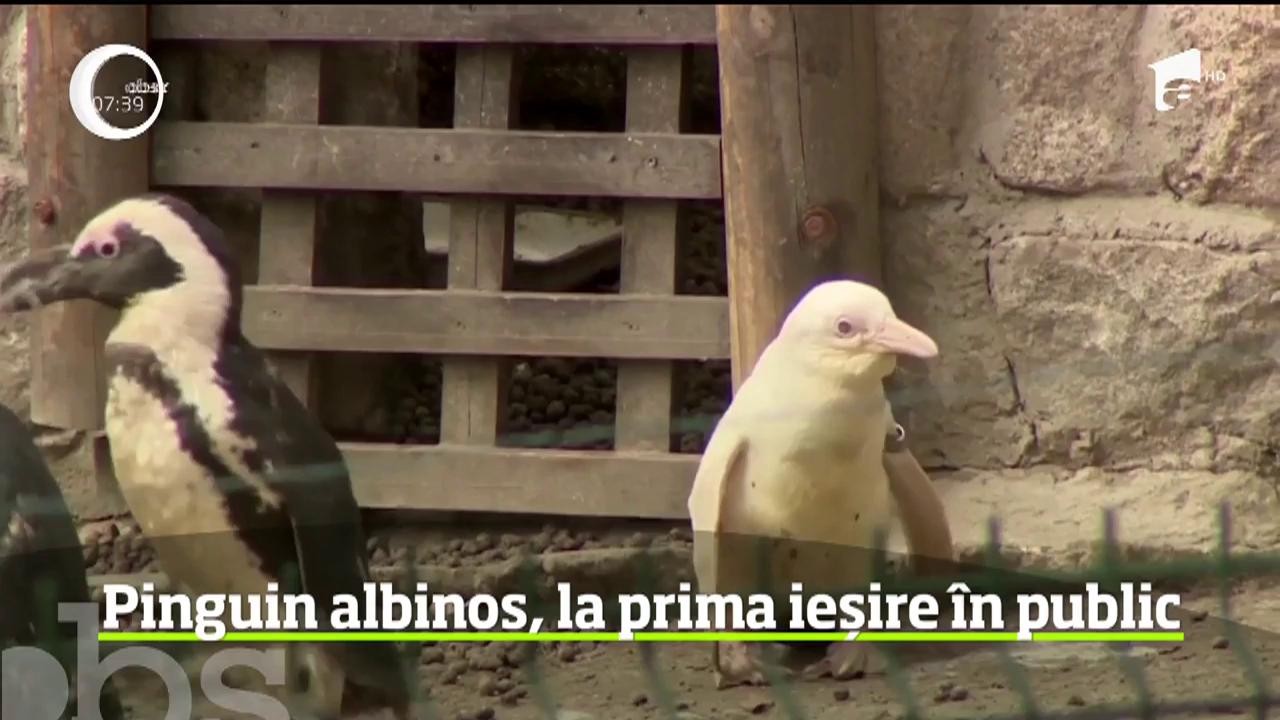 Singurul pinguin alb aflat &icirc;n captivitate a ieşit, pentru prima dată, &icirc;n public. Culoarea neobişnuită este urmarea unei malformaţii genetice