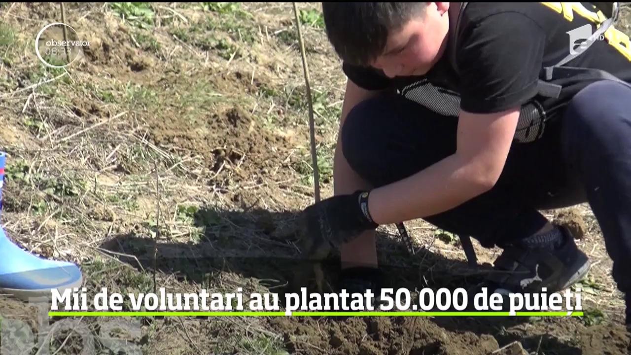 Mii de voluntari au plantat 50.000 de puieți &icirc;n localitatea S&acirc;nmihaiu de C&acirc;mpie, din judeţul Bistriţa Năsăud