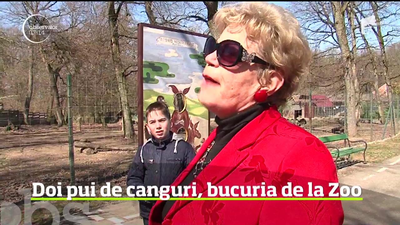 Grădina Zoologică din T&acirc;rgu Mureş mai are doi locatari. Doi pui de cangur, care abia au ieşit din marsupiu