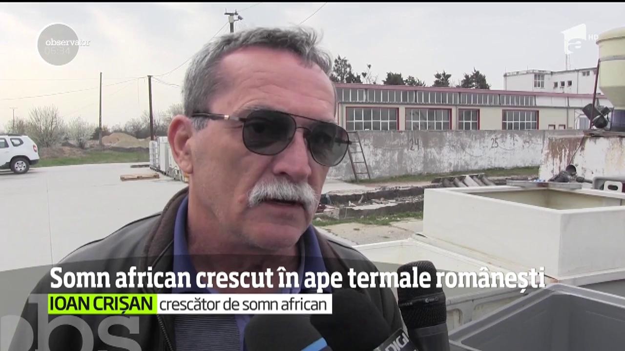 Apele termale din Arad au temperatura ideală pentru &icirc;mpătimiţii de spa, dar şi pentru peştii obişnuiţi cu clima africană