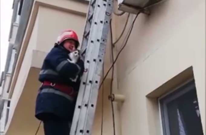 Motanul Sandale, salvat de pomperi după ce a rămas suspendat pe o unitate de aer condiţionat