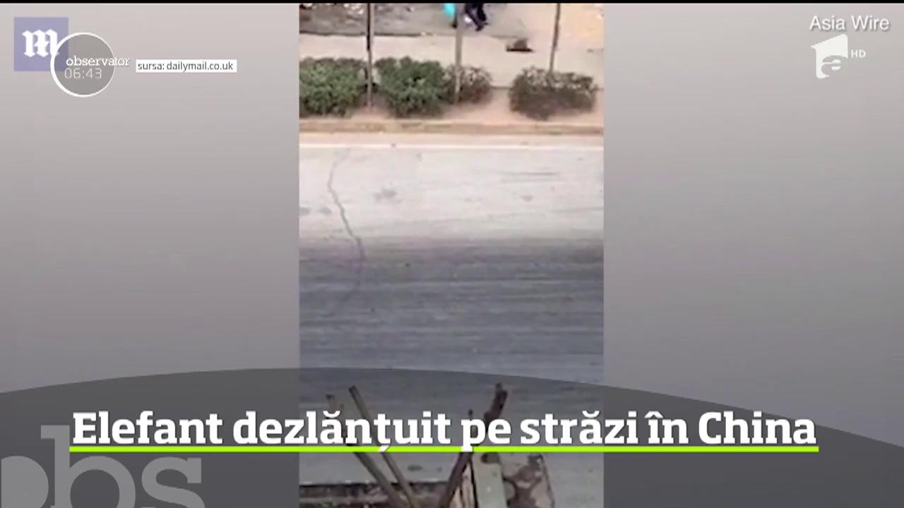 Un elefant asiatic aflat &icirc;n căutarea unei partenere a provocat panică &icirc;ntr-o localitate din China