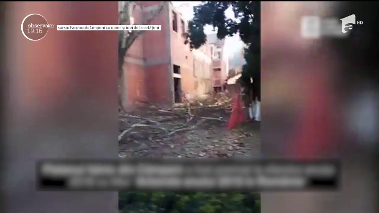 &Icirc;n Rom&acirc;nia, nici măcar copacii premiaţi nu rezistă &icirc;n faţa drujbelor. Arborele Centenarului, vechi de 200 de ani, a fost ciop&acirc;rţit de autorităţi
