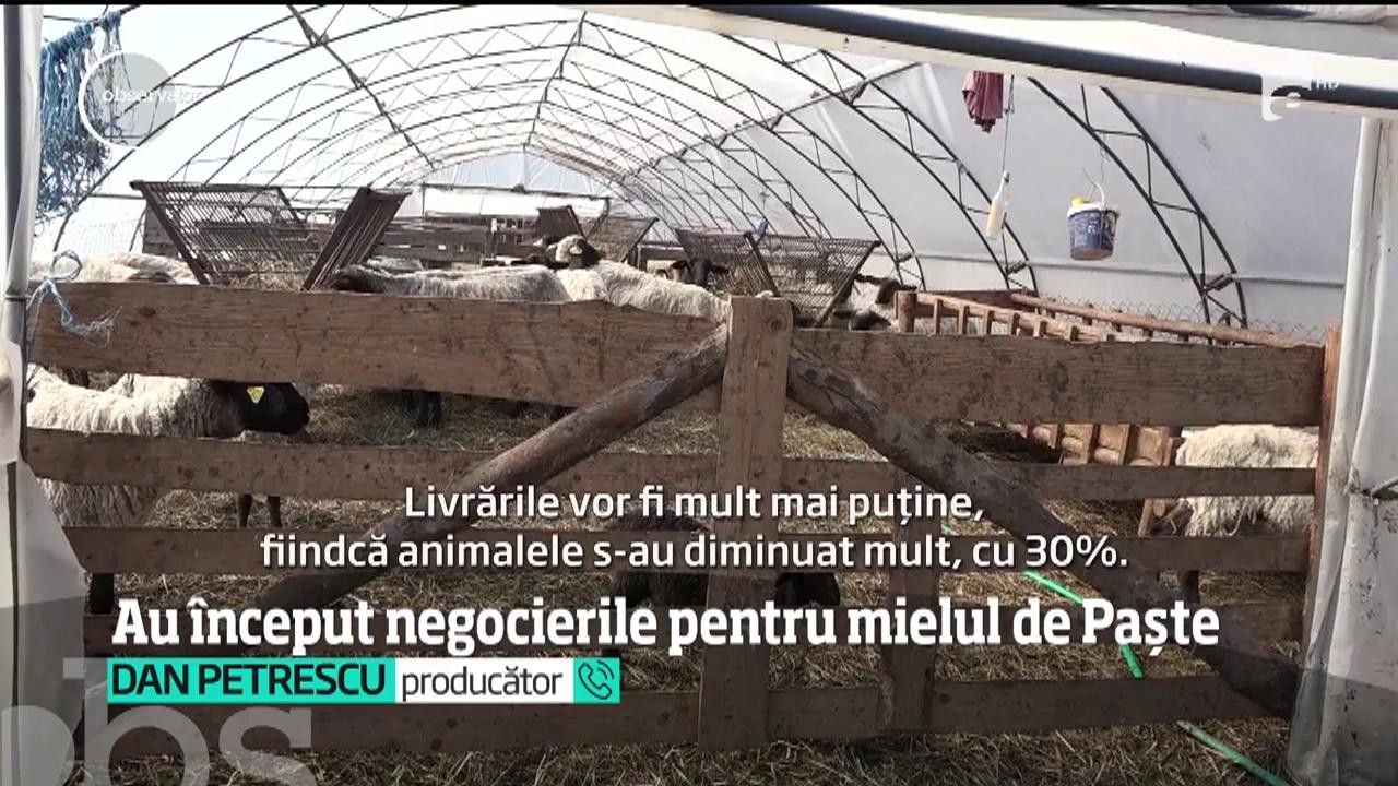 Cu o lună &icirc;nainte de Paște, mieii sunt graşi şi scumpi. Cererea de pe piaţa de la noi este dublată de cea din străinătate