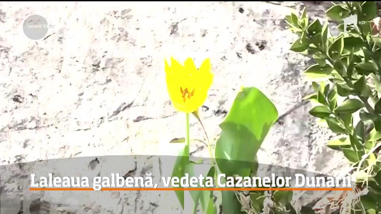Laleaua galbenă din Clisura Dunării, unică &icirc;n lume. Cine rupă o astfel de floare poate plăti o amendă c&acirc;t zece salarii minime