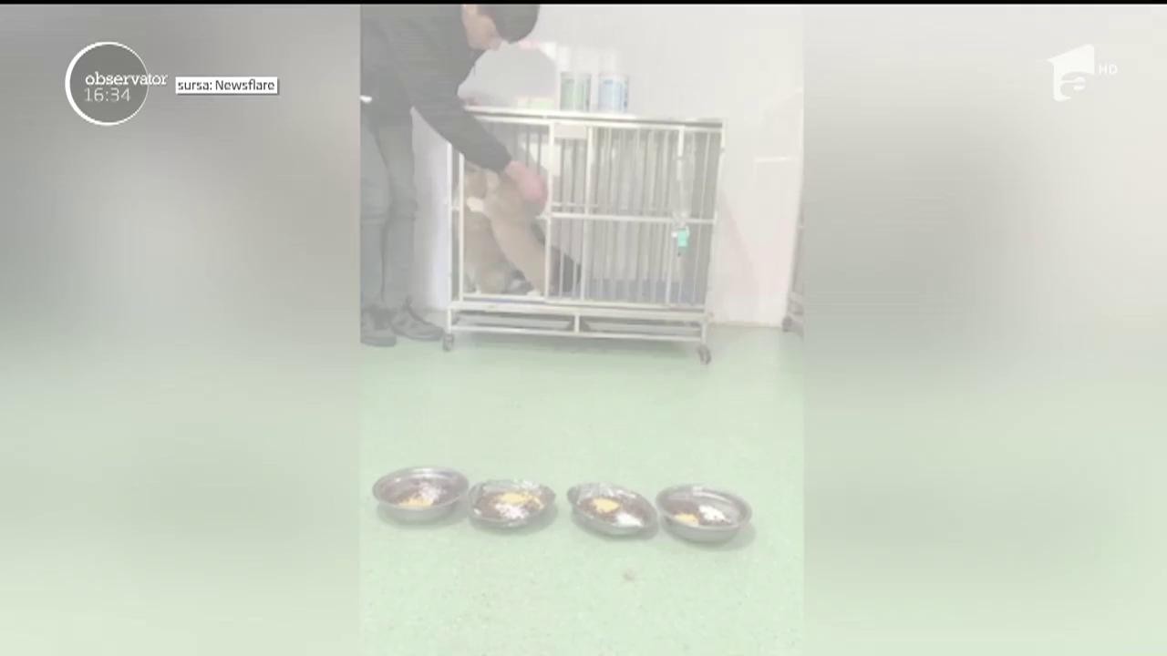 Patru căței corgi &icirc;nduioşează internetul