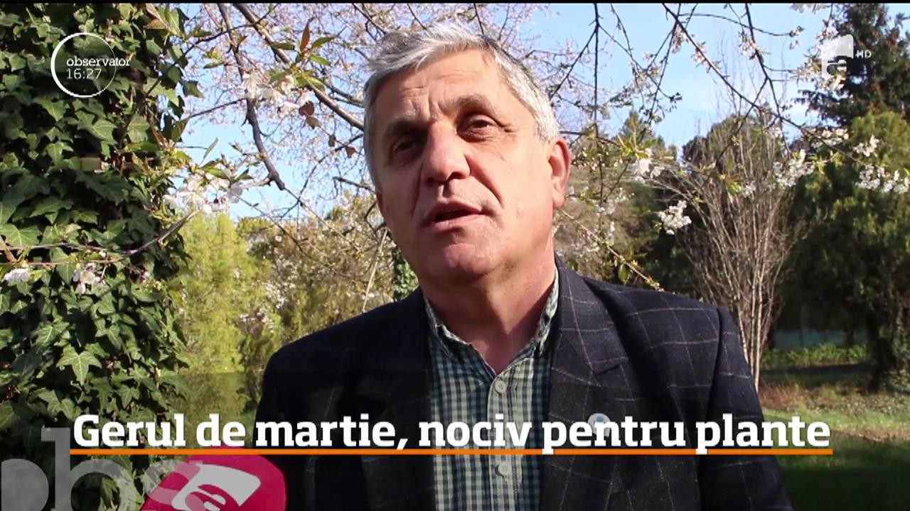 Gerul de martie, nociv pentru plante. La Miercurea Ciuc, termometrele au arătat -10 &deg;C