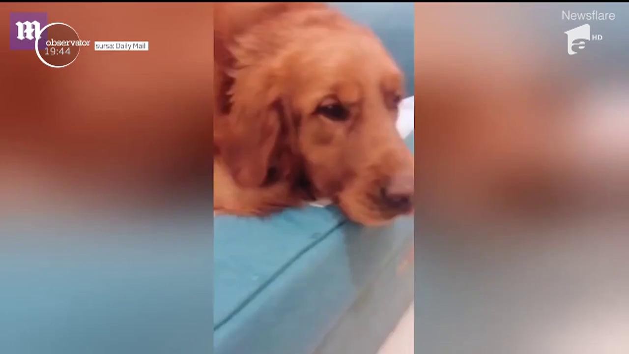 Un c&acirc;ine pus pe glume şi-a uimit stăp&acirc;nii. Pare nevinovat, dar ascunde ceva extrem de preţios sub blana sa bogată