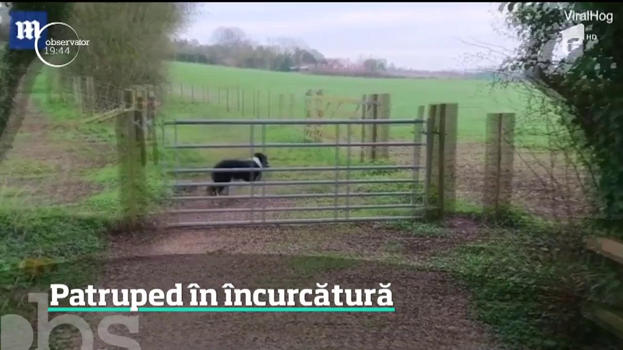 Cel mai perseverent c&acirc;ine