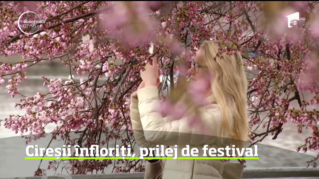 Spectacol de culoare &icirc;n SUA. Cireşii au &icirc;nflorit, iar peisajul este unul care taie respiraţia