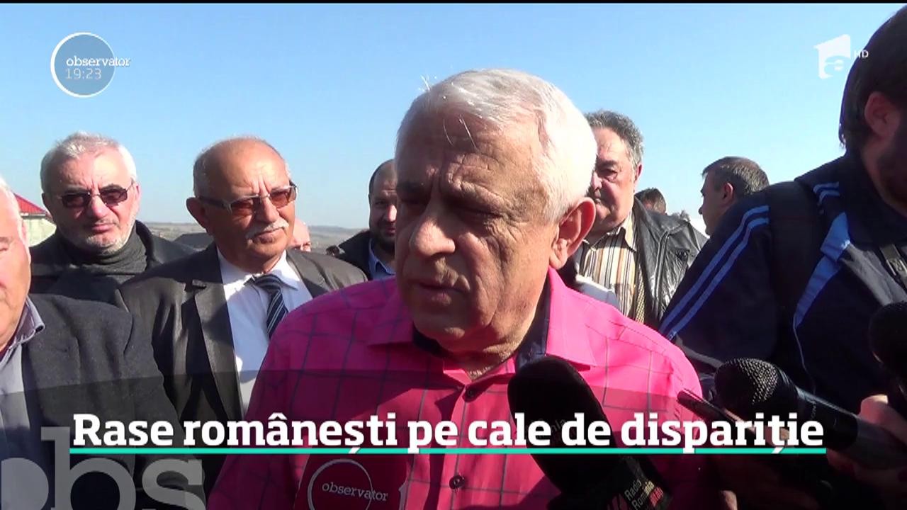 Au crescut &icirc;n curţile rom&acirc;nilor timp de sute de ani, dar acum sunt pe cale de dispariţie