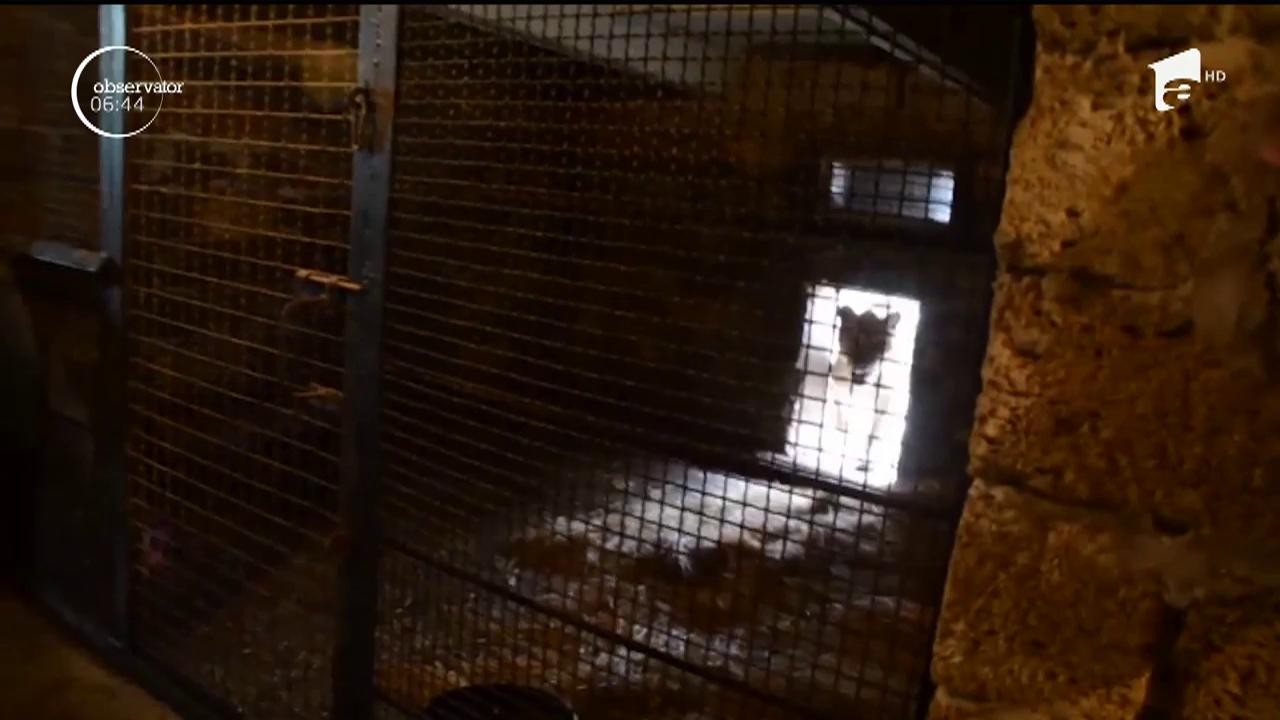 Doi pui de leu de culoare albă au venit pe lume &icirc;ntr-un parc safari din Crimeea