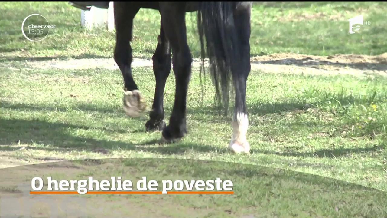 Cea mai mare crescătorie de cai lipiţani din Europa