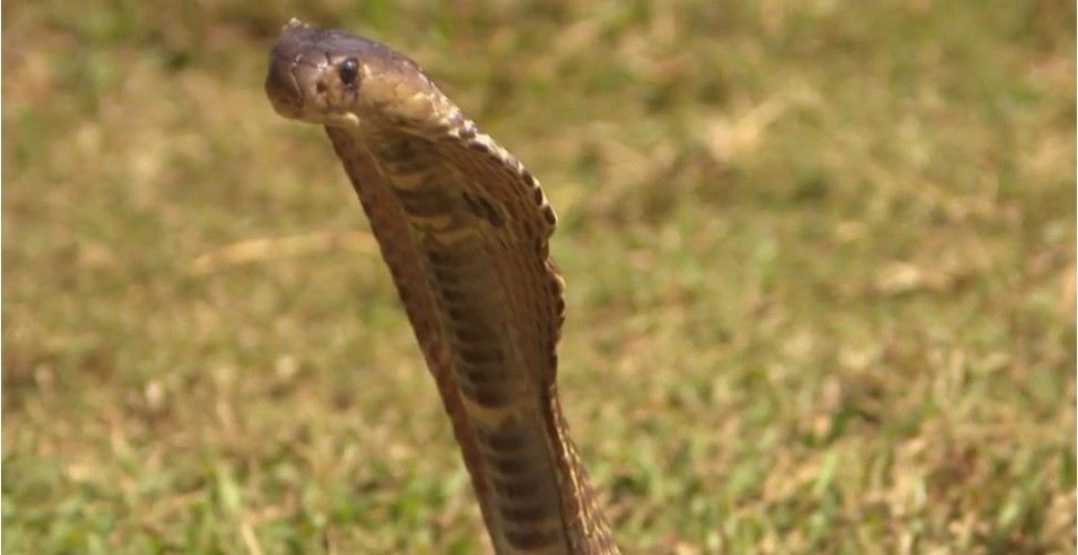 Țipete și crize de isterie. Ana Morodan, față &icirc;n față cu o cobră: Poate mor aici l&acirc;ngă un șarpe. Mă ia cu leșin!