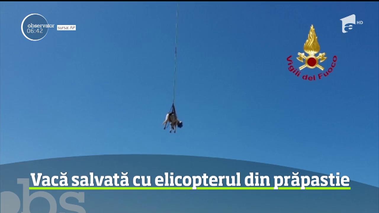 Operaţiune complicată de salvare pe insula italiană Sardinia. Pompierii au intervenit cu un elicopter pentru a salva o vacă, rătăcită pe st&acirc;ncile de pe malul mării