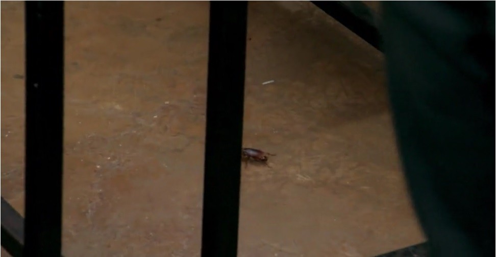 Cocuța şi Bogdan Boantă, speriați de un g&acirc;ndac de bucătărie uriaș: Mă g&acirc;ndesc cu groază ce s-ar &icirc;nt&acirc;mpla dacă s-ar urca pe mine...