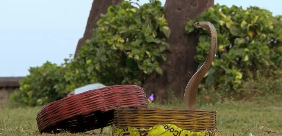 Cocuța, &icirc;nt&acirc;lnire periculoasă cu o cobră: Se uită la mine. O să mă muşte de cap!