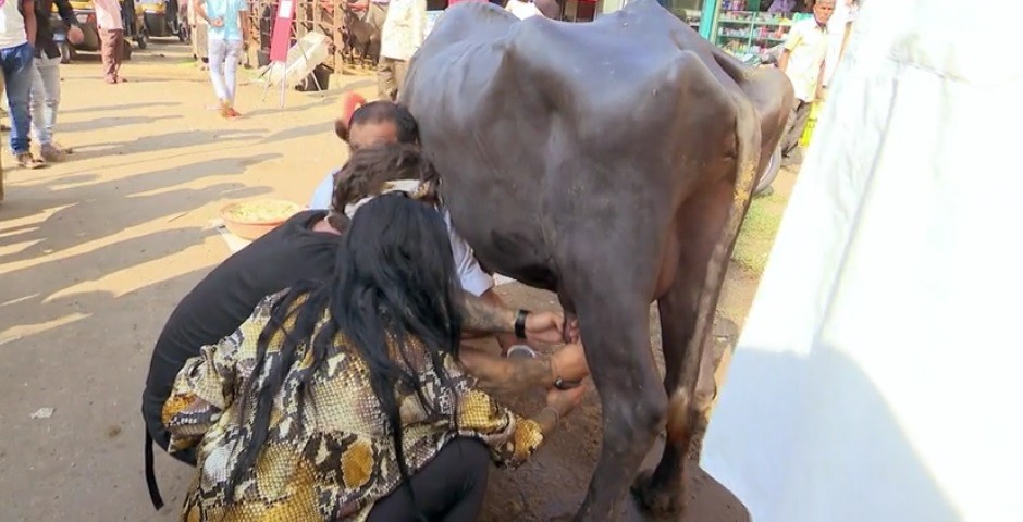 Concurenții din Asia Express mulg buvolițe. Ana Morodan: Nu o str&acirc;nge așa de tare. O chinui!