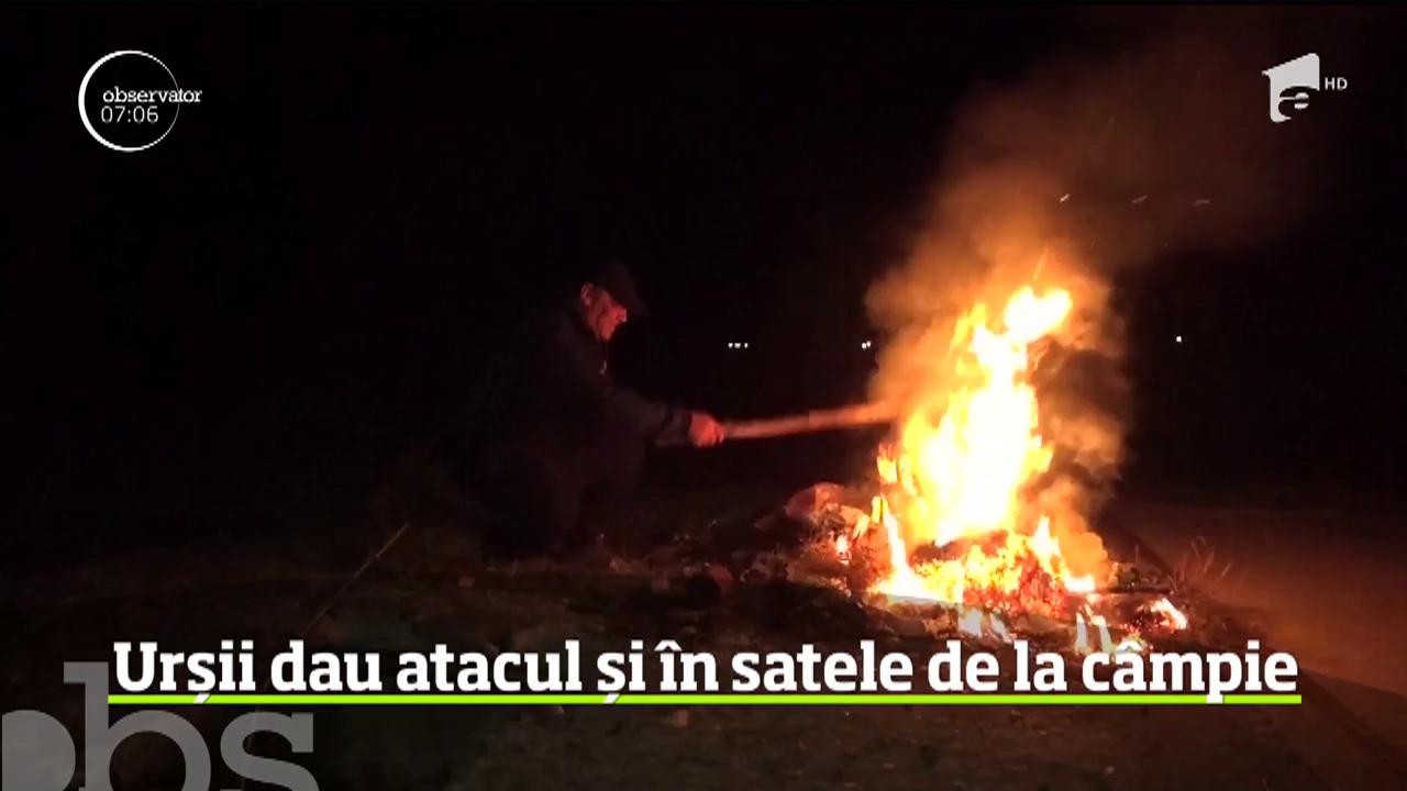 Este alertă &icirc;ntr-o comună din Bistriţa Năsăud. De o săptăm&acirc;nă, oamenii nu mai au linişte din cauza urşilor, care dau atac după atac
