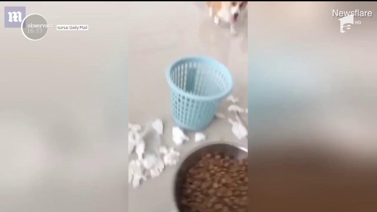 Un c&acirc;ine, din rasa corgi, a devenit celebru pe internet după ce &icirc;şi recunoaşte vinovăţia şi decide să se pedepsească singur