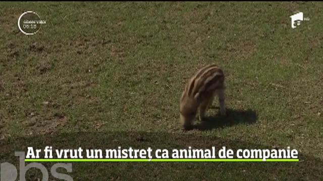 Jandarmii motani din Brașov au găst &icirc;n mașina unui bărbat, un pui de porc mistreț