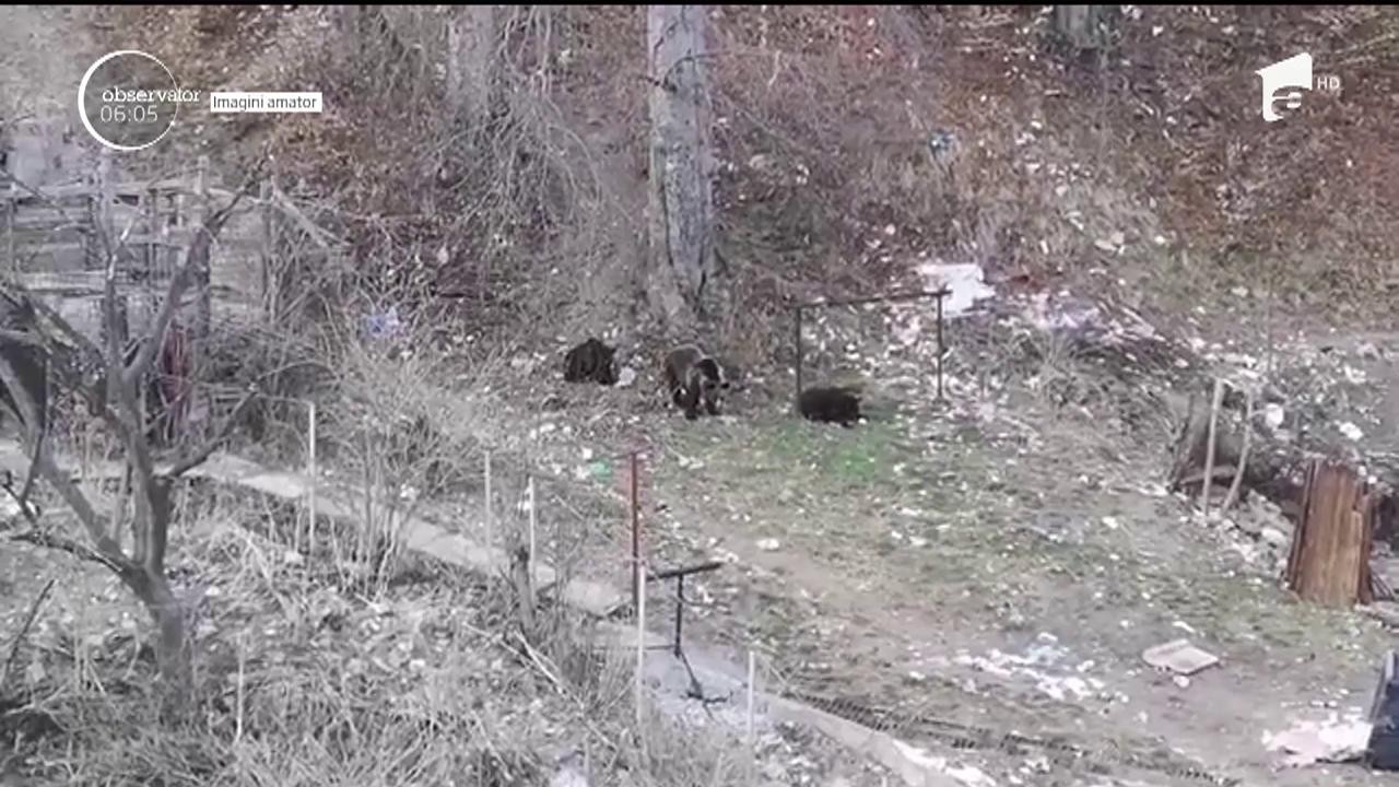 Doi copii au fost filmaţi &icirc;n timp ce se jucau la doar c&acirc;ţiva metri de o ursoaică &icirc;nfometată, care cobor&acirc;se din pădure cu cei doi pui