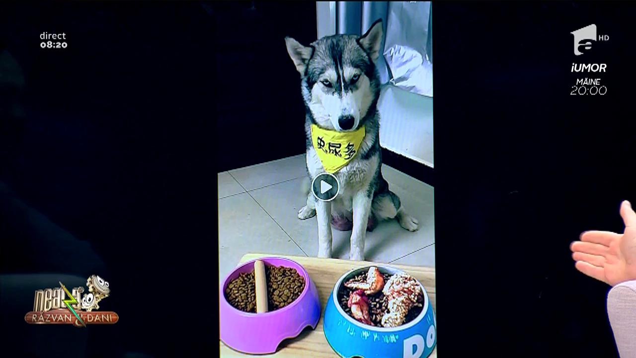 Smiley news. Poker face! Cea mai tare expresie a unui husky, după ce a fost păcălit cu un alt fel de m&acirc;ncare!