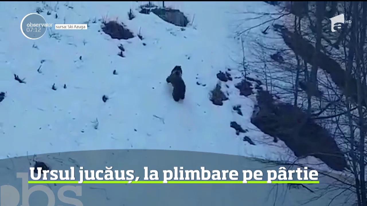 Ursul jucăuș, la plimbare pe p&acirc;rtia din Azuga
