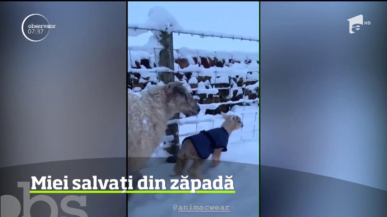 Miei salvați din zăpadă de o t&acirc;nără din nordul Angliei