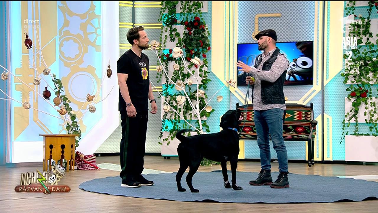 Lecția de dresaj. Cum ajunge un c&acirc;ine să asculte doar de stăp&acirc;n