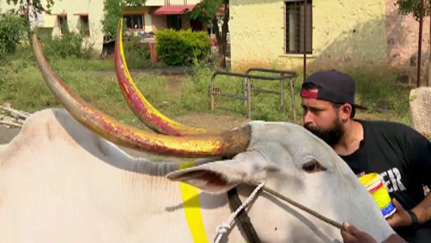 Concurenţii nu mai scapă de vacile indiene! Acum trebuie să le picteze coarnele! CRBL: "Parcă eram nevoiţi să &icirc;mbl&acirc;nzim un dragon"