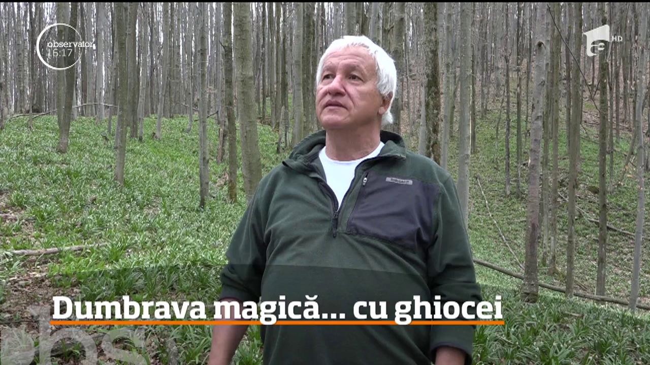 &Icirc;ntr-un loc greu accesibil din zona Sarmizegetusa Regia se află un loc de basm: Dumbrava Ghioceilor