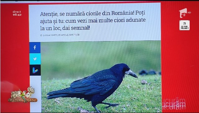 Smiley News. Se numără ciorile din Rom&acirc;nia! Cum are loc recensăm&acirc;ntul