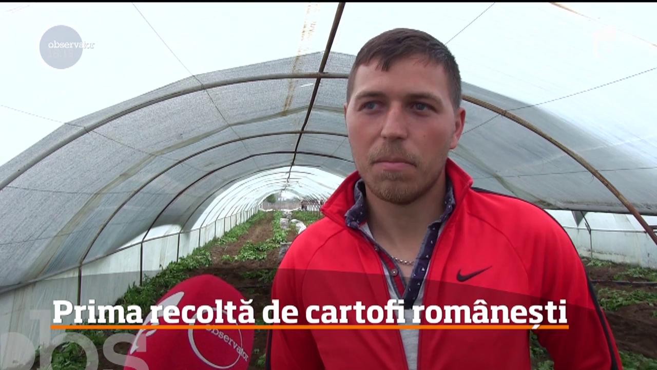 Prima recoltă de cartofi rom&acirc;neşti