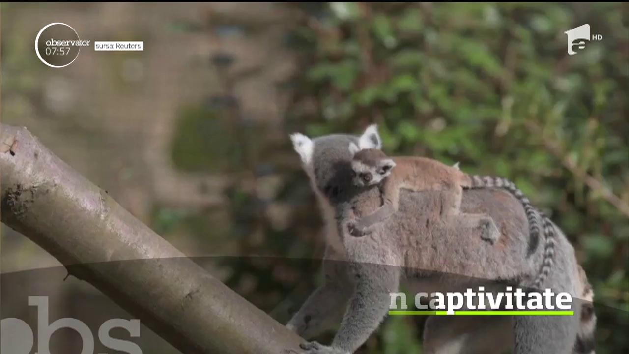 Şase exemplare rare de lemurieni s-au născut la o grădină zoologică de la &icirc;nceputul anului