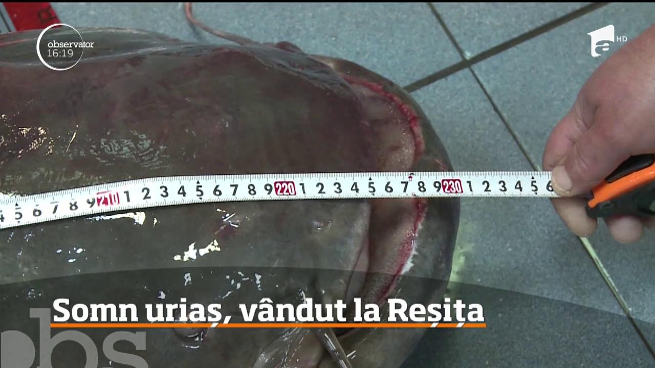 Somn de 107 kilograme, v&acirc;ndul la Reșița