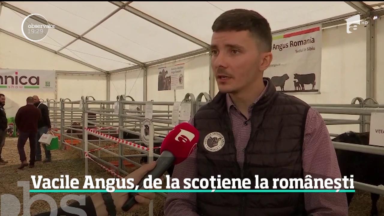 Tot mai mulţi fermieri din Rom&acirc;nia mizează pe văcuţele Black Angus