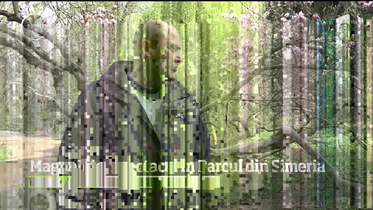 Magnoliile, spectacol de mireseme şi culoase &icirc;n Parcul din Simeria