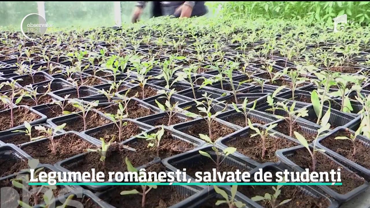 Soiurile de legume rom&acirc;neşti sunt ţinute &icirc;n viaţă  la Universitatea de Ştiinţe Agricole şi Medicină Veterinară din Cluj